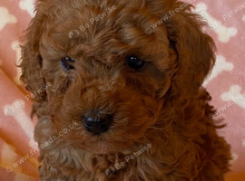 Health tested cavapoo
