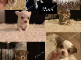 Tiny female chihuahua puppies