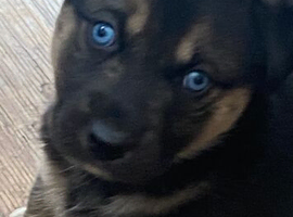 Siberian husky x Labrador puppies