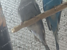 Pair budgies