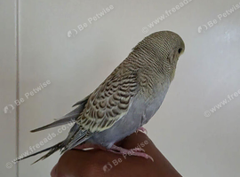 Silly hand tammed baby budgies for sale