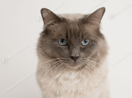 Stud Ragdoll Blue Point and he&rsquo;s a chocolate carrier
