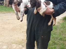 Cocker spaniel