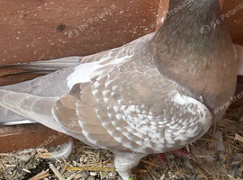 2. Brown check hens