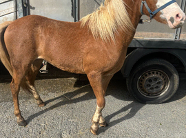 Welsh b filly