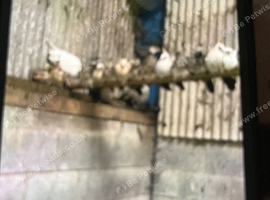 Peacock chicks 4 months +