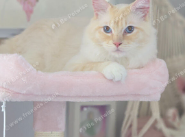 Beautiful rare colour Ragdoll