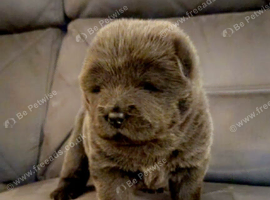 Beautiful blue eyed chow chow babies