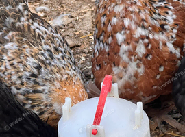 Pekin bantams for sale