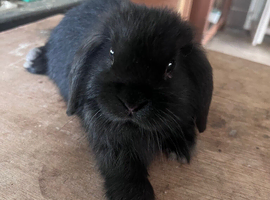 Gorgeous black miniature lop doe