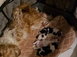2 LHASO APSO X YORSHSIRE TERRIER PUPS