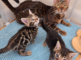 Tica registered bengal kitten