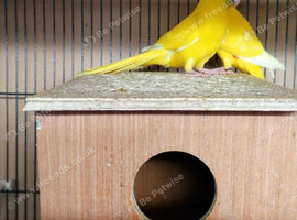 Kakarikies Pair