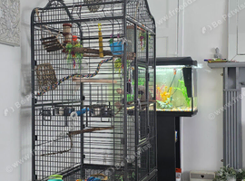 White pied cockateil baby 4 month and cage
