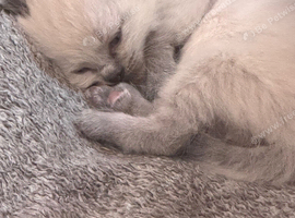 Ragdoll kitten