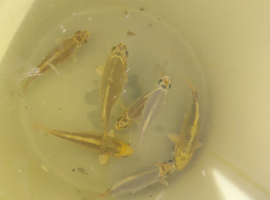 Japanese koi Metallic Scaled Ogons 4-6 inch (QTY.7)