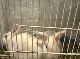2 baby rabbite