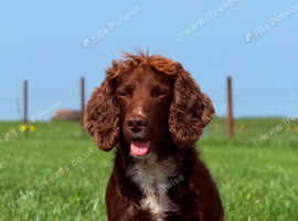 STUD AVAILABLE - KC Registered Cocker Spaniel
