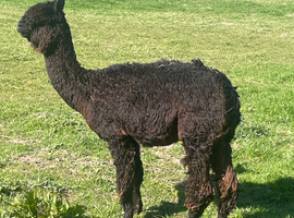 Black Suri Female Alpaca