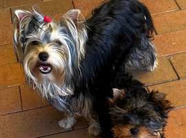 Yorkshire terrier puppie female