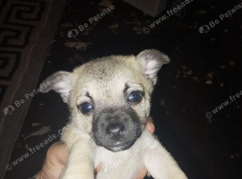 Chihuahua puppy