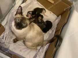 Baby kittens