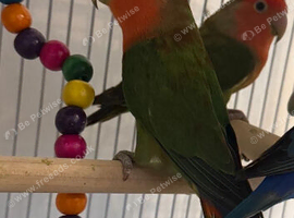 Male love bird Free