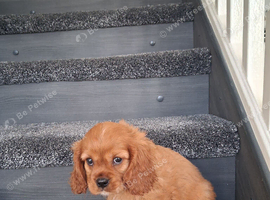 Cavalier King Charles spaniel puppies last 2 Ruby boys ready to leave now