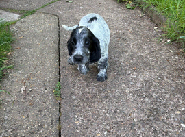 Beautiful Cocker Spaniel Girls &ndash; Ready for Loving Homes
