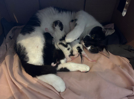 Kittens available PRICES BELOW