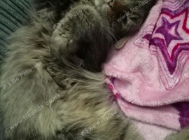 Male Maine coon