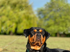 Bruce the rottie