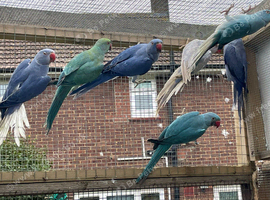 Indian Ringnecks