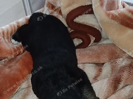 3 week old gsd