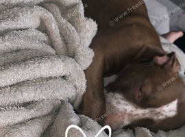 Puppies for sale
