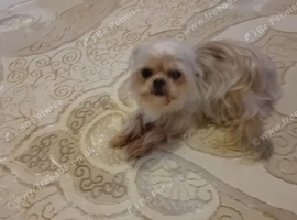 Shorkie for Rehoming