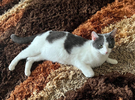 Female cat ready to leave