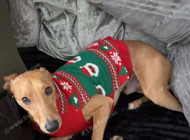 Male lurcher