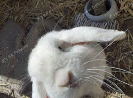 Dwarf Satin lop for sale
