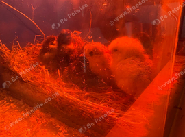 Chicks