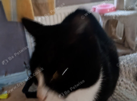 Female cat for sale