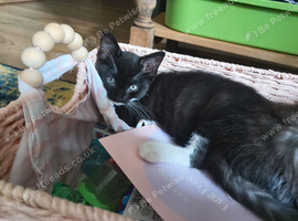 Adorable Black &White Kittens for sale