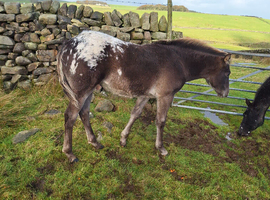 Aphc appy part breed colt