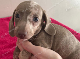 Minature Dachshunds