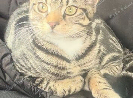 Milo the cat