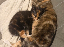 Last female kitten available