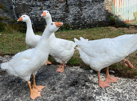 Goslings for sale