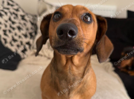 Beautiful fox red dachshund (stud)