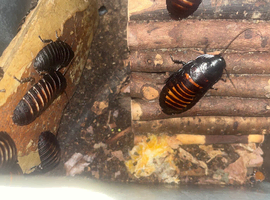 Hissing roaches