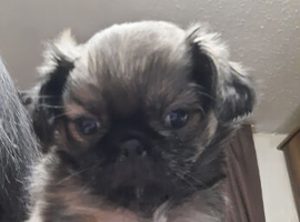 Pug puppy male